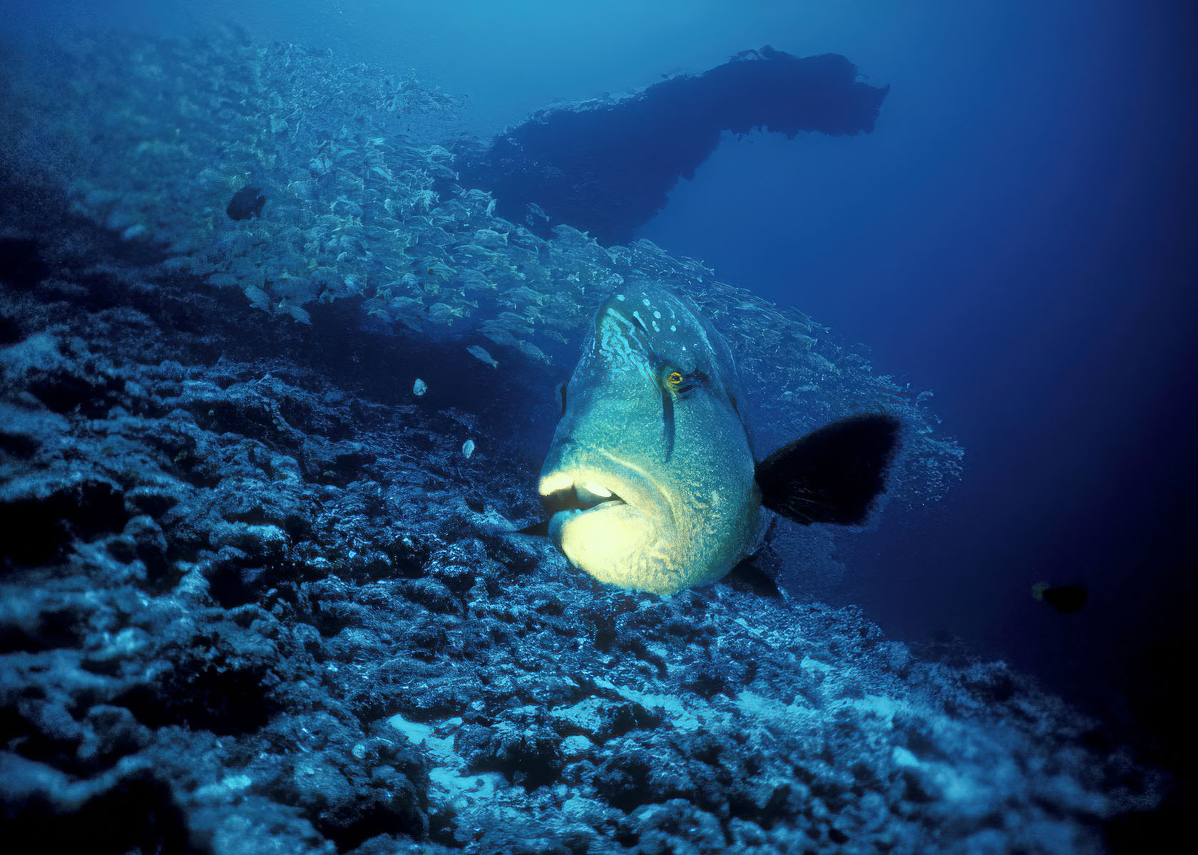 Fishhead – Begegnungen im Riff